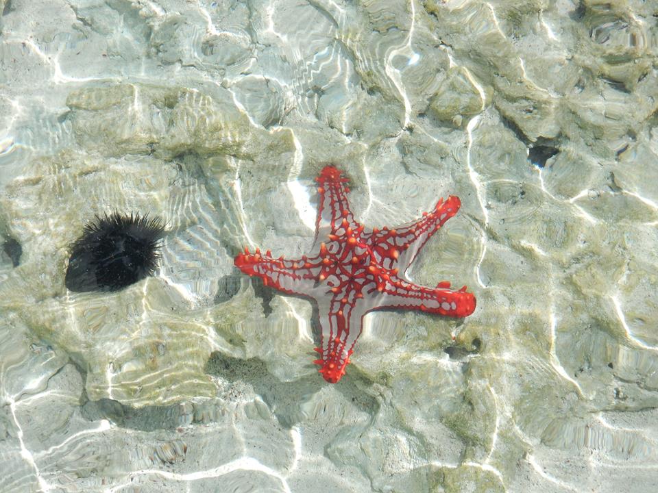 Ebbe auf Sansibar (5)