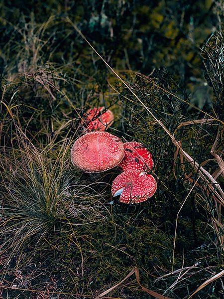 Pilze im Herbst