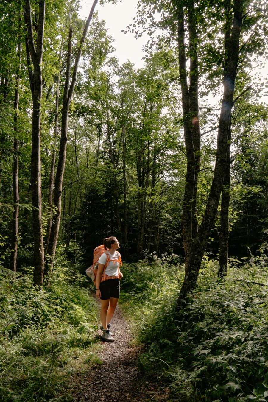 Wandern im Wald